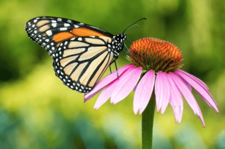 The Active Herbalist Podcast Episode 3:&nbsp;Echinacea