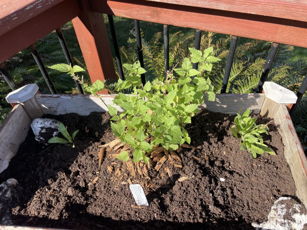 The Active Herbalist Podcast Episode 6:&nbsp;Nettle