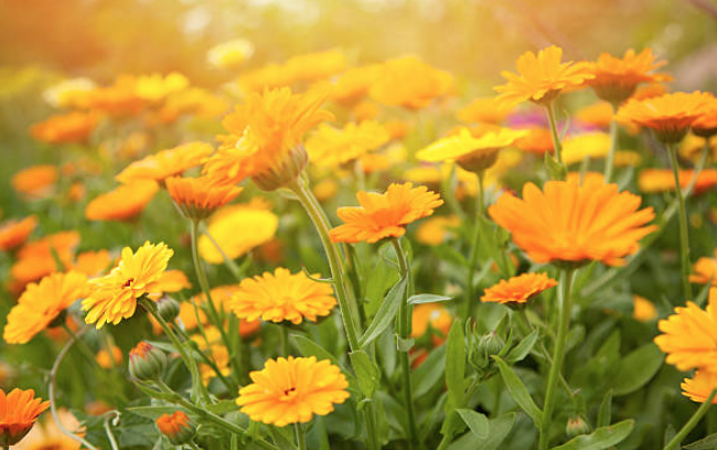 The Active Herbalist Podcast Episode 21:&nbsp;Calendula