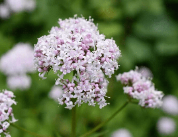 The Active Herbalist Podcast Episode 20:&nbsp;Valerian