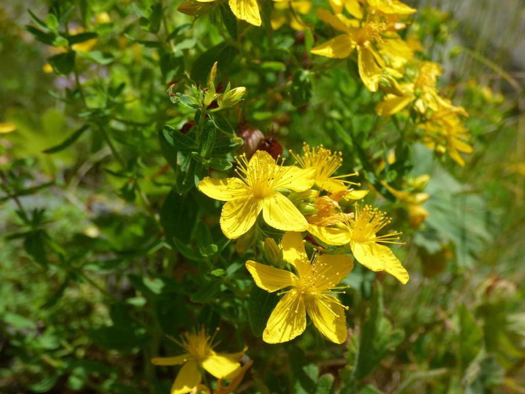 The Active Herbalist Podcast Episode 14: St. John’s&nbsp;Wort