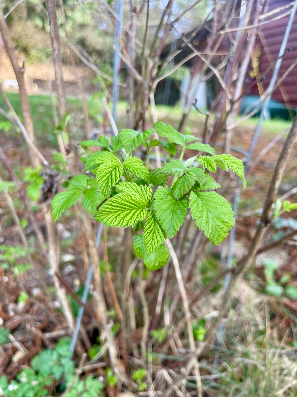 Episode 24: Red Raspberry  