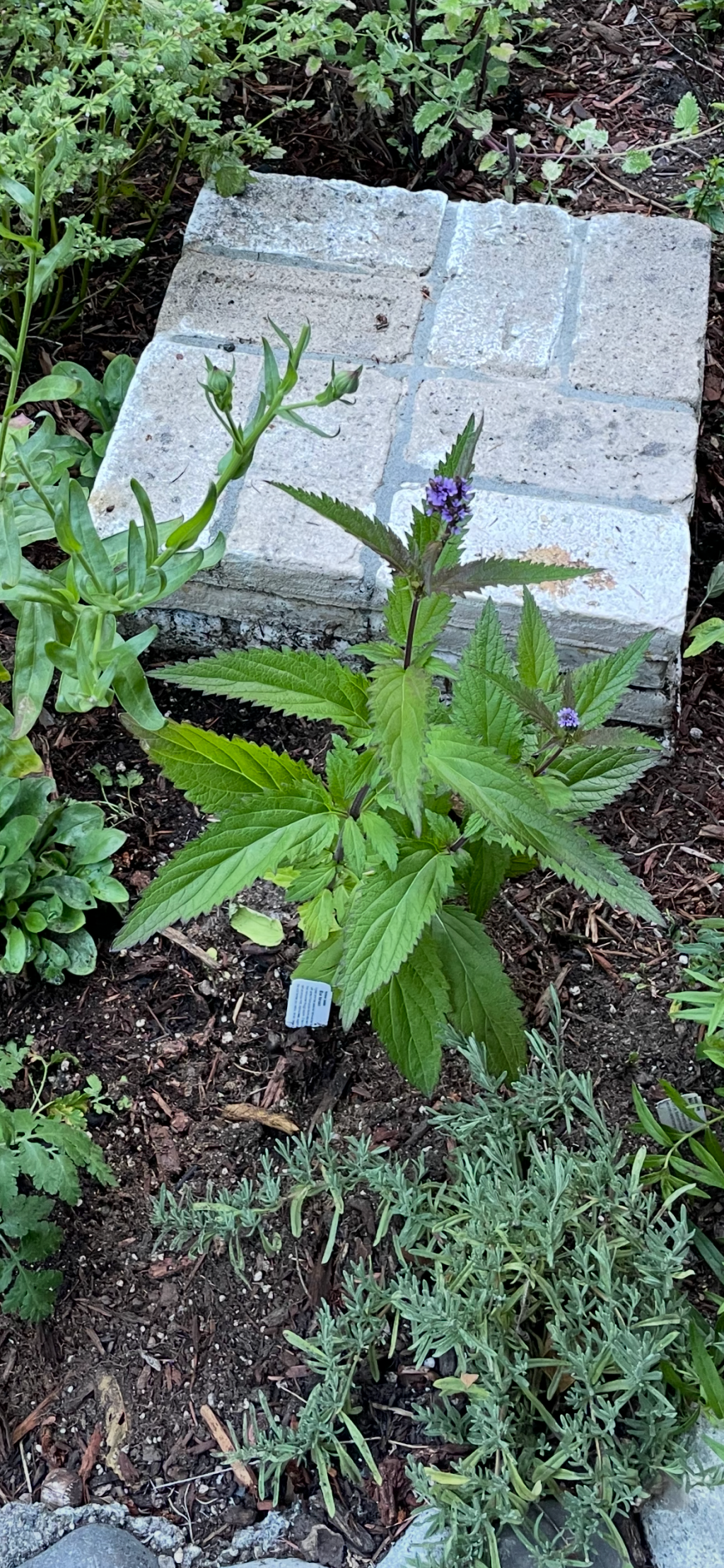 The Active Herbalist Podcast Episode 16: Blue&nbsp;Vervain