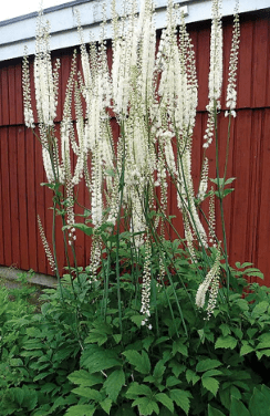 The Active Herbalist Podcast Episode 13: Black&nbsp;Cohosh