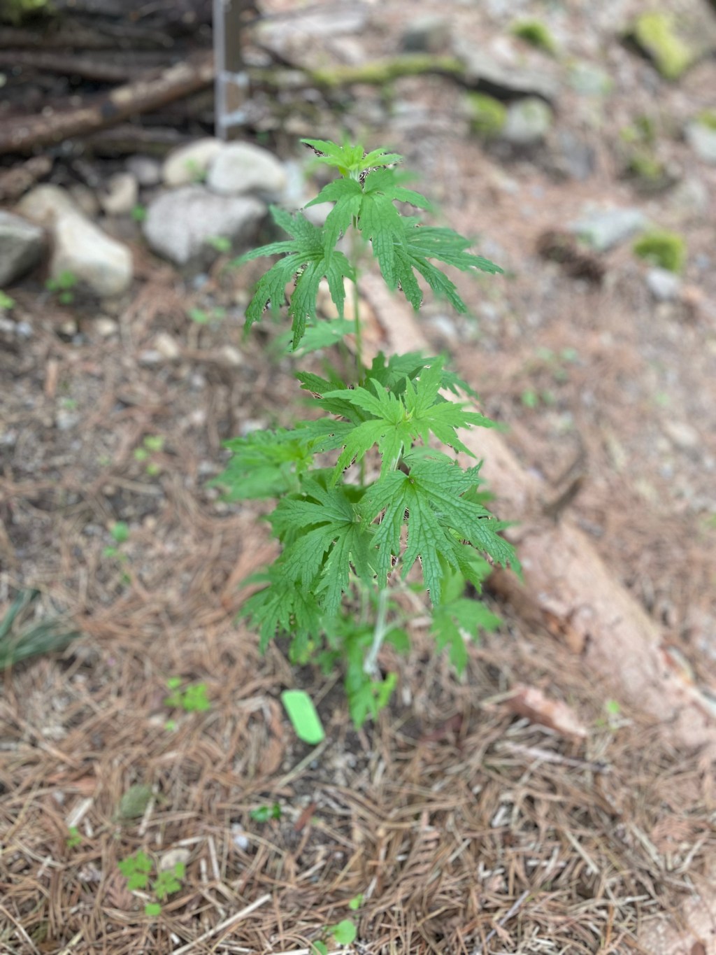 The Active Herbalist Podcast Episode 25:&nbsp;Motherwort