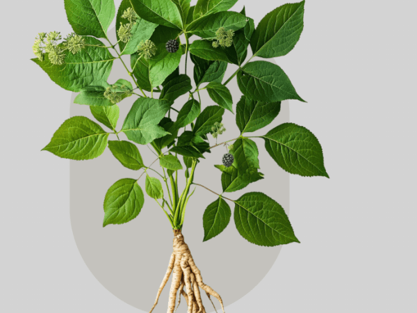 The Active Herbalist Episode 34:&nbsp;Eleuthero