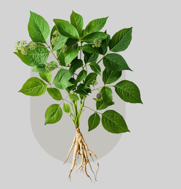 The Active Herbalist Episode 34:&nbsp;Eleuthero