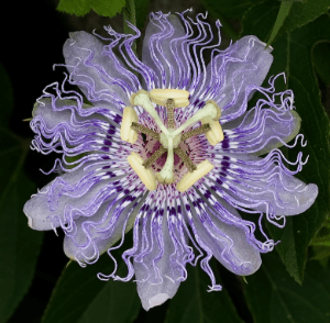 The Active Herbalist Podcast Episode 12:&nbsp;Passionflower
