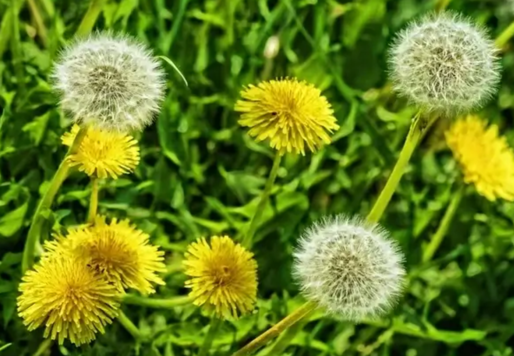 The Active Herbalist Podcast Episode 26:&nbsp;Dandelion