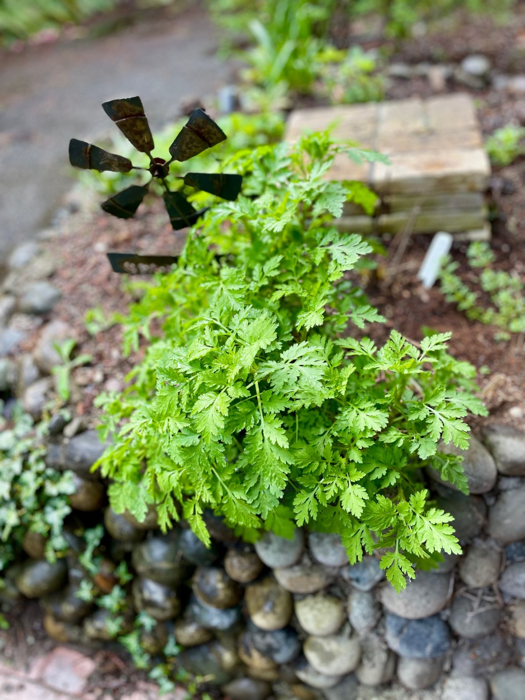 The Active Herbalist Podcast Episode 23:&nbsp;Feverfew