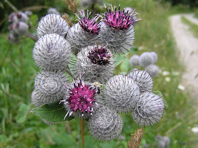 The Active Herbalist Episode 33:&nbsp;Burdock