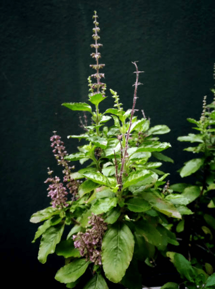 The Active Herbalist Podcast Episode 10: Holy&nbsp;Basil