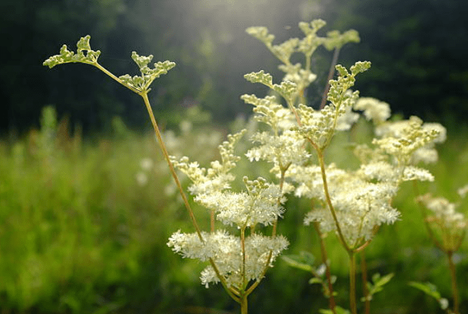 The Active Herbalist Podcast Episode 11:&nbsp;Meadowsweet