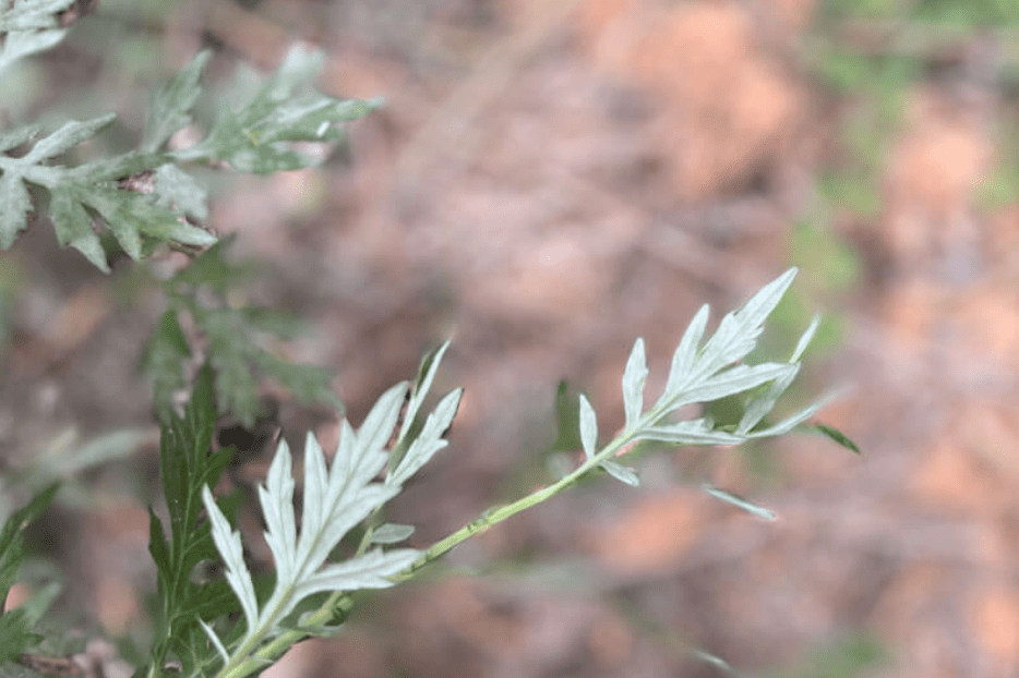 The Active Herbalist Episode 31:&nbsp;Mugwort