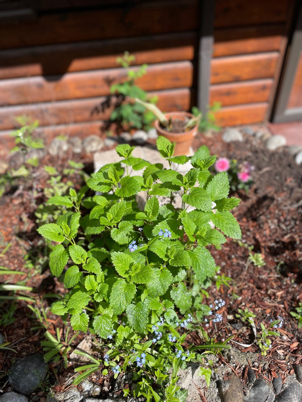 The Active Herbalist Podcast Episode 15: Lemon&nbsp;Balm