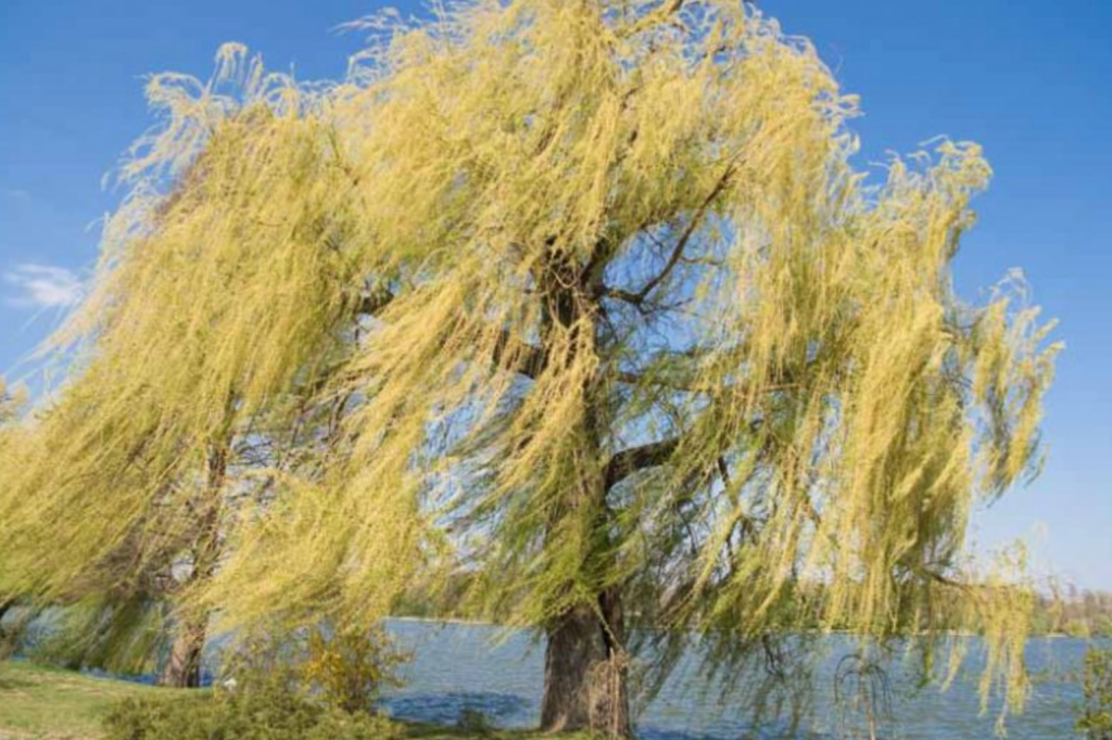 The Active Herbalist Episode 30: White Willow&nbsp;Bark
