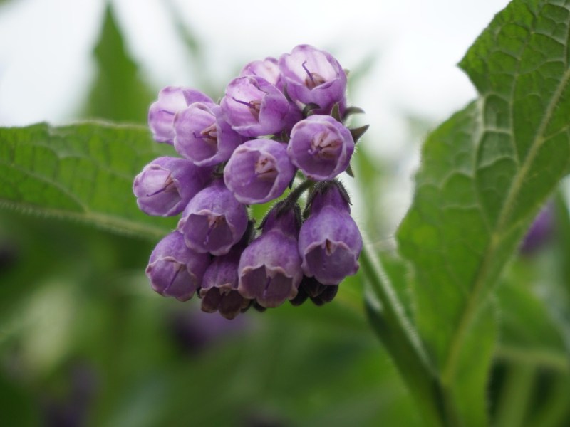The Active Herbalist Episode 47: Comfrey & the Art of Wound&nbsp;Healing