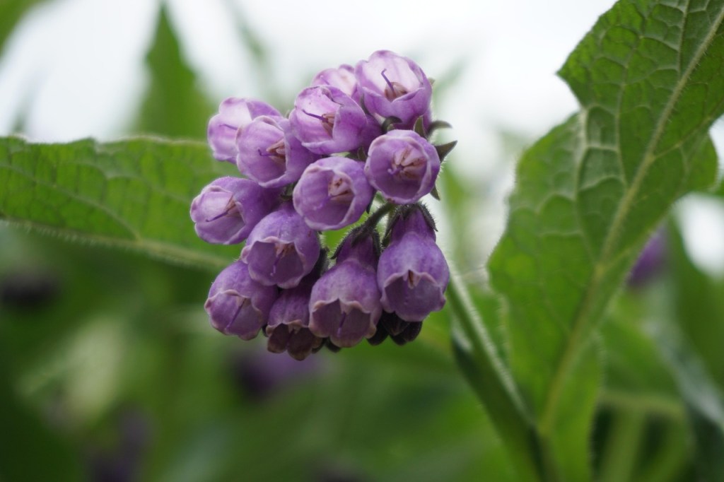 The Active Herbalist Episode 47: Comfrey & the Art of Wound&nbsp;Healing