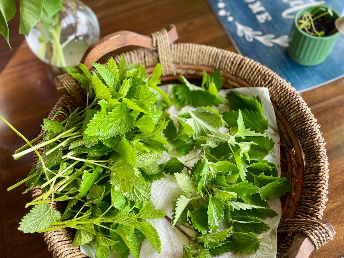 The Active Herbalist Episode 46: Maternity Herbs for New & Expecting&nbsp;Mothers