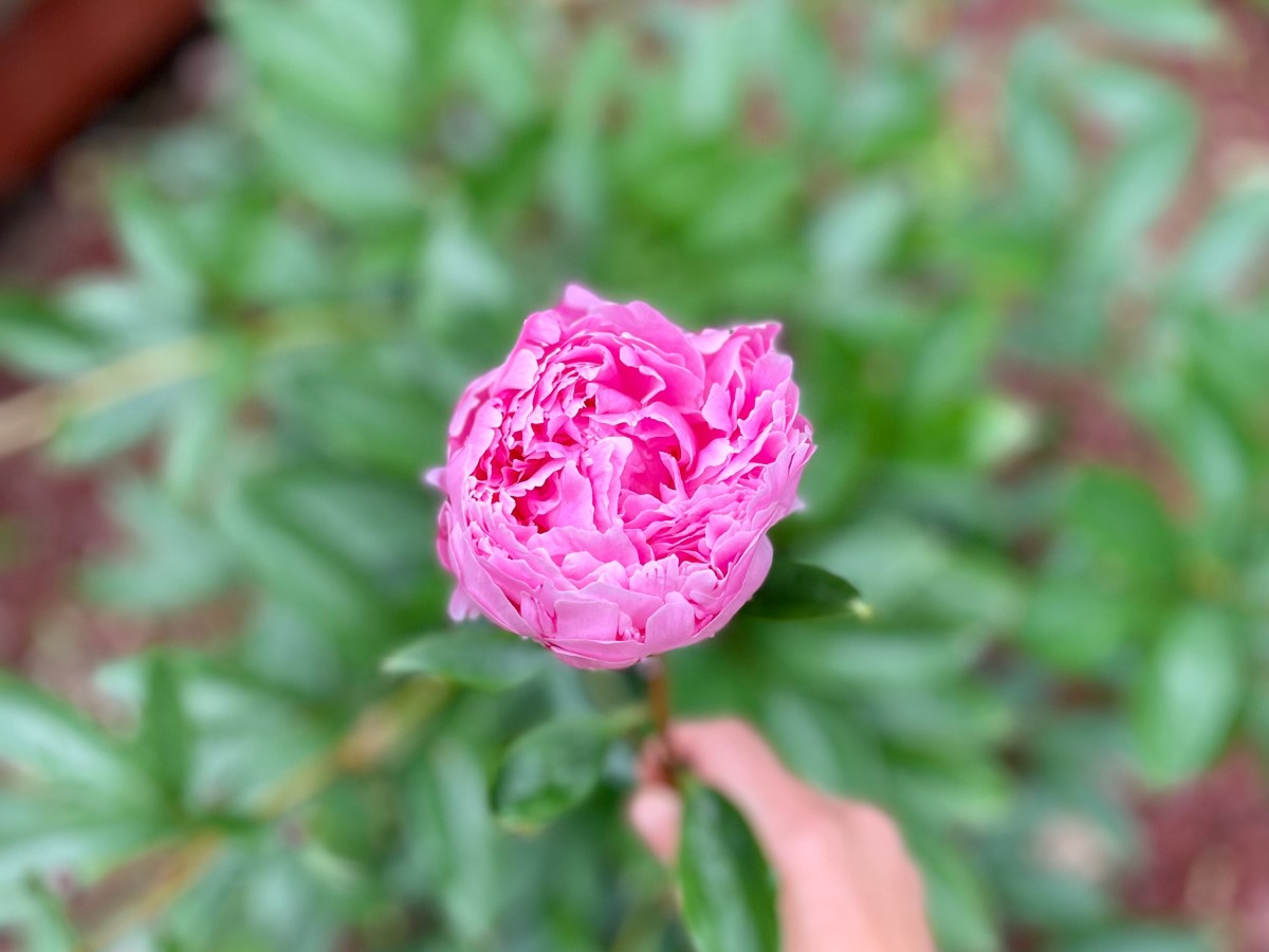 The Active Herbalist Episode 49: Herbs for Emotional&nbsp;Overwhelm