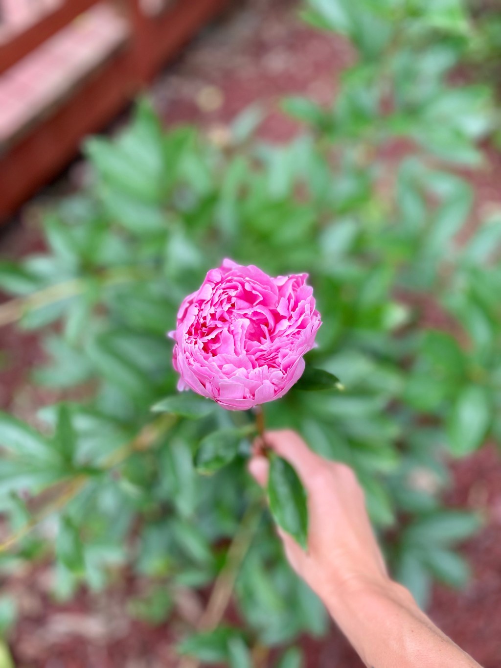 The Active Herbalist Episode 49: Herbs for Emotional&nbsp;Overwhelm