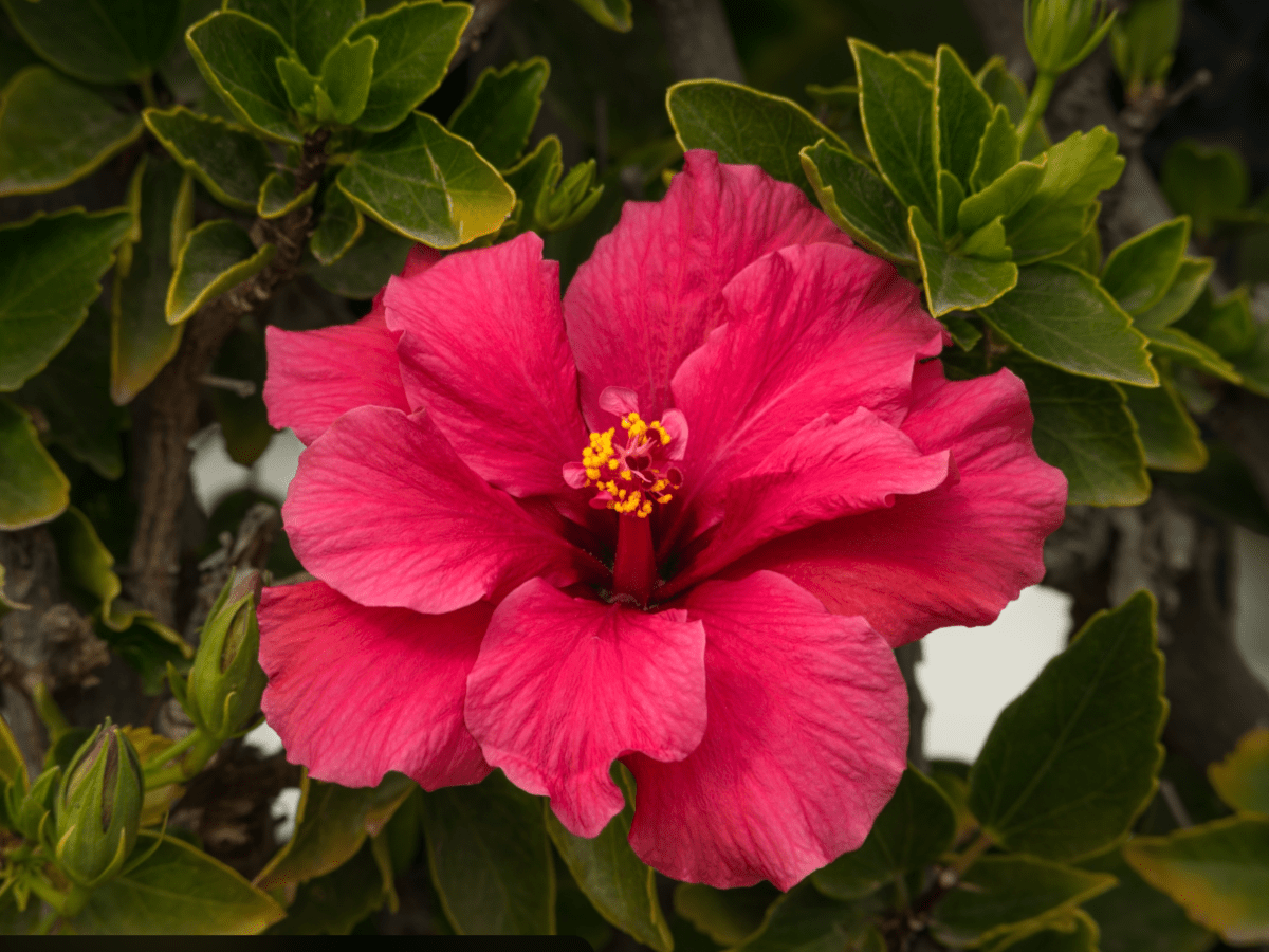 The Active Herbalist Episode 51: Hibiscus (Hibiscus sabdariffa): A Cooling&nbsp;Cardiotonic