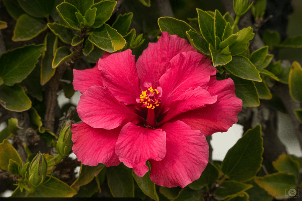 The Active Herbalist Episode 51: Hibiscus (Hibiscus sabdariffa): A Cooling&nbsp;Cardiotonic